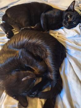 Rescue Exotic Shorthair Cats for Adoption in Brighton, New York - Ralph & Rhubarb | PetCurious