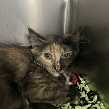 Solenne -  Domestic Short Hair Cat for Adoption in Idaho Falls, Idaho - Solenne | PetCurious