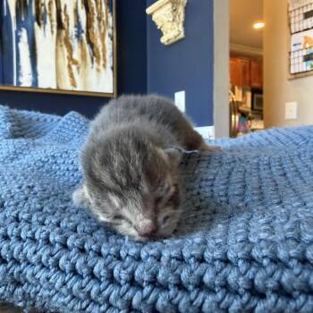 Domestic Short Hair Cats Available for Adoption - John | PetCurious