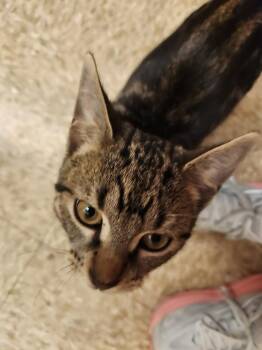 Nimba -  Domestic Short Hair Cat for Adoption in Chicago, Illinois - Nimba | PetCurious