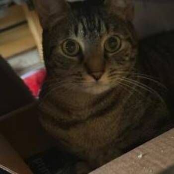 Felipe -  Domestic Short Hair Cat for Adoption in West Palm Beach, Florida - Felipe | PetCurious