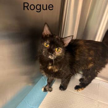 Rogue -  Domestic Short Hair Cat for Adoption in Buffalo, Minnesota - Rogue | PetCurious