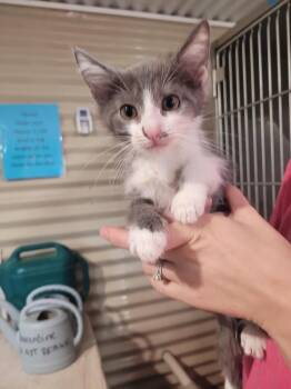 Silverbell -  Domestic Short Hair Cat for Adoption in Linton, Indiana - Silverbell | PetCurious