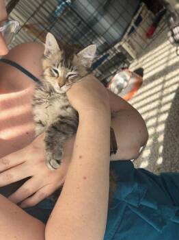 Good Golly Miss Molly 0244 -  Domestic Long Hair Cat for Adoption in Dallas, Texas - Good Golly Miss Molly 0244 | PetCurious