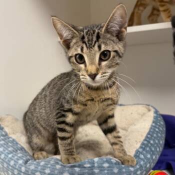 Pepper -  Domestic Short Hair Cat for Adoption in Stillwater, Oklahoma - Pepper | PetCurious