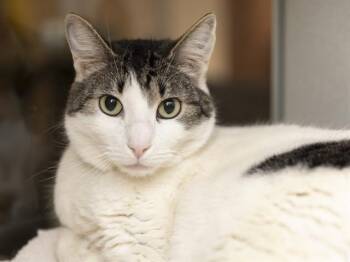 Domestic Short Hair Cats Available for Adoption - SAM | PetCurious