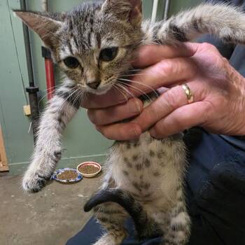 Yulia -  Domestic Short Hair Cat for Adoption in Natchitoches, Louisiana - Yulia | PetCurious
