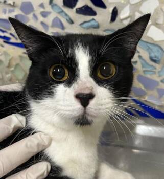 Domestic Short Hair Cats Available for Adoption in Pensacola, Florida - CHICKEN NUGGET | PetCurious