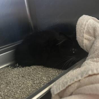 Gazelle -  Domestic Short Hair Cat for Adoption in Asheville, North Carolina - Gazelle | PetCurious