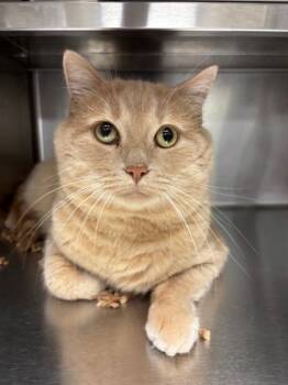 Rescue Domestic Short Hair Cats for Adoption in Everett, Washington - Dorito | PetCurious