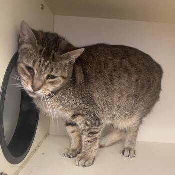 Samsung -  Domestic Short Hair Cat for Adoption in Dayton, Ohio - Samsung | PetCurious