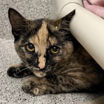 Cherry Blossom -  Domestic Short Hair Cat for Adoption in Lansing, Michigan - Cherry Blossom | PetCurious