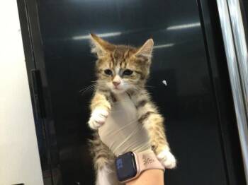 REINA MISTERIO -  Domestic Short Hair Cat Available for Adoption in Thousand Palms, California - REINA MISTERIO | PetCurious