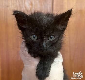 Tarka -  Domestic Medium Hair Cat for Adoption in Washington, District Of Columbia - Tarka | PetCurious