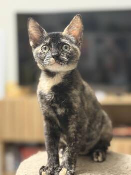 Hope -  Domestic Short Hair Cat for Adoption in Oviedo, Florida - Hope | PetCurious