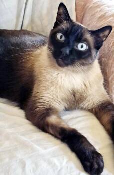 Petie -  Siamese Cat for Adoption in Alameda, California - Petie | PetCurious