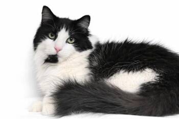 Domestic Short Hair Cats Available for Adoption in Fort Lauderdale, Florida - MARINO | PetCurious