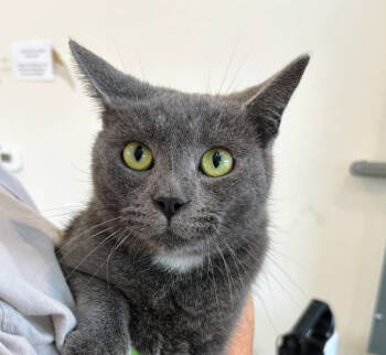 Rescue Domestic Short Hair Cats for Adoption in Chapel Hill, North Carolina - Sterling | PetCurious