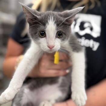 ARRAX -  Domestic Short Hair Cat for Adoption in St. Louis, Missouri - ARRAX | PetCurious
