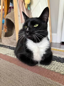 Rescue Domestic Short Hair Cats for Adoption in Philadelphia, Pennsylvania - Nance | PetCurious