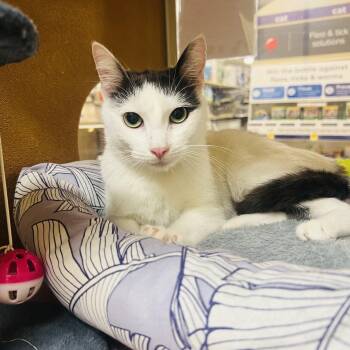 Domestic Short Hair Cats Available for Adoption in San Juan Capistrano, California - Tinkerbell  | PetCurious