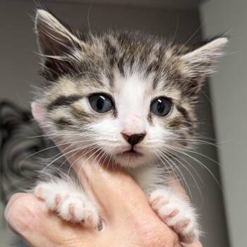 Domestic Short Hair Cats Available for Adoption in Bulverde, Texas - Periwinkle | PetCurious