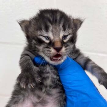 Lot -  Domestic Medium Hair Cat for Adoption in Lyndhurst, Virginia - Lot | PetCurious