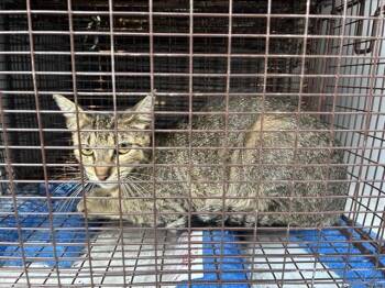 A658038 -  Domestic Short Hair Cat for Adoption in Houston, Texas - A658038 | PetCurious