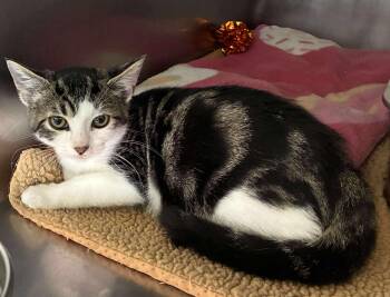 Rescue Domestic Short Hair and Tabby Cats for Adoption in Petersburg, Illinois - Joe | PetCurious