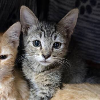 Antinous -  American Shorthair Cat for Adoption in Las Vegas, Nevada - Antinous | PetCurious