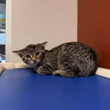 Enchilada (SGN) -  Domestic Short Hair Cat for Adoption in Janesville, Wisconsin - Enchilada (SGN) | PetCurious