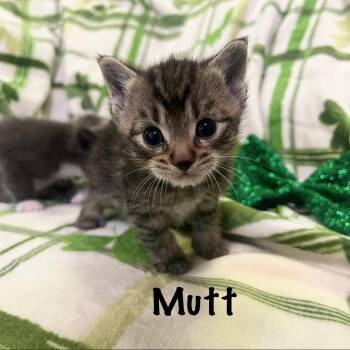 Mutt -  Domestic Short Hair Cat for Adoption in Monroe, Michigan - Mutt | PetCurious