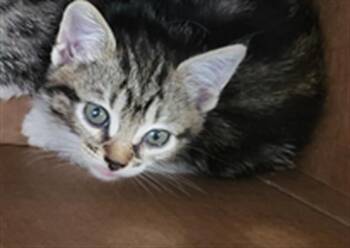 CIDER -  Domestic Long Hair Cat for Adoption in Dallas, Texas - CIDER | PetCurious