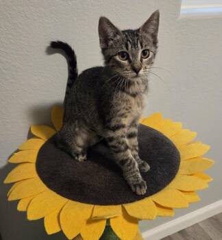 Domestic Short Hair Cats Available for Adoption in Sedalia, Colorado - Pecos | PetCurious