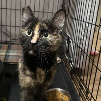 Mayberry -  Domestic Short Hair Cat for Adoption in Las Vegas, Nevada - Mayberry | PetCurious