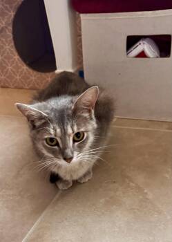 Tabby Cats Available for Adoption in West Palm Beach, Florida - Merlot | PetCurious