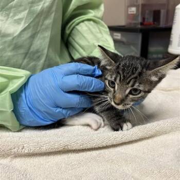 Cheerios -  Domestic Long Hair Cat for Adoption in Tempe, Arizona - Cheerios | PetCurious