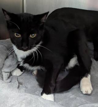 Nick -  Domestic Short Hair Cat for Adoption in Dalton, Georgia - Nick | PetCurious