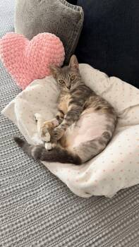 Domestic Short Hair Cats Available for Adoption in Davis, California - Marigold | PetCurious