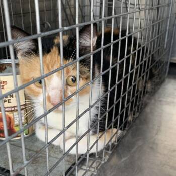 MORTICIA -  Domestic Short Hair Cat for Adoption in Buchanan Dam, Texas - MORTICIA | PetCurious