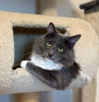 Rescue Tuxedo Cats for Adoption in Knoxville, Tennessee - Stormy | PetCurious