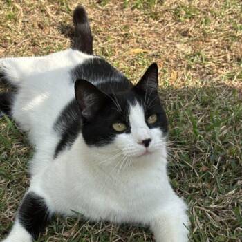 Domestic Short Hair Cats Available for Adoption - Tippi | PetCurious