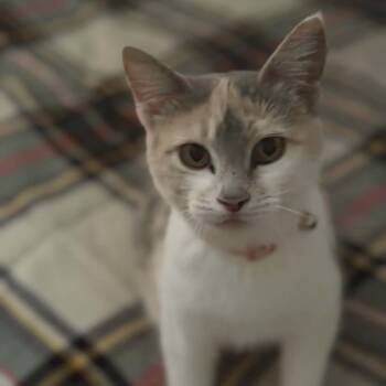 Mia -  Domestic Short Hair Cat for Adoption in Lyle, Minnesota - Mia | PetCurious