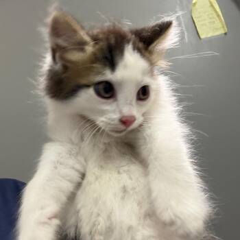 Cook Out -  Domestic Medium Hair Cat Available for Adoption in Charleston, West Virginia - Cook Out | PetCurious