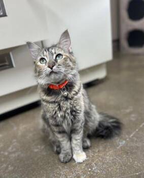Nala -  Domestic Medium Hair Cat for Adoption in Marshall, Texas - Nala | PetCurious