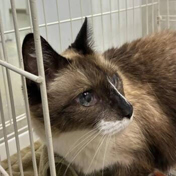Carler -  Domestic Medium Hair and Siamese Cat for Adoption in Harrisonburg, Virginia - Carler | PetCurious