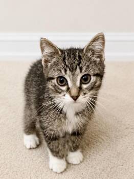 Captain -  Domestic Short Hair Cat for Adoption in New Cumberland, West Virginia - Captain | PetCurious