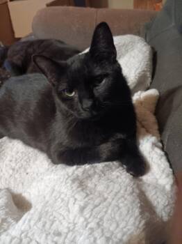 Domestic Short Hair Cats Available for Adoption - Aurora | PetCurious