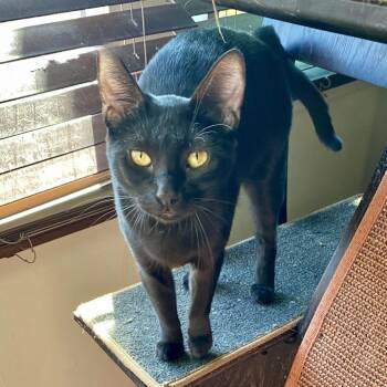 Beyonce -  Domestic Short Hair Cat for Adoption in Los Angeles, California - Beyonce | PetCurious