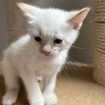 Marley -  Domestic Short Hair Cat for Adoption in Durango, Colorado - Marley | PetCurious